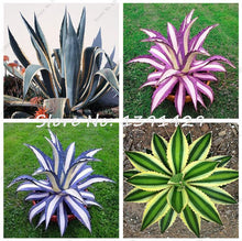 Load image into Gallery viewer, Agave Seeds Rare Succulent Seeds Cactus Sementes Balcony Bonsai