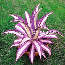 Load image into Gallery viewer, Agave Seeds Rare Succulent Seeds Cactus Sementes Balcony Bonsai