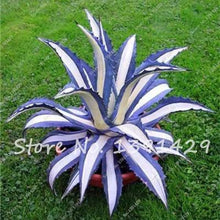 Load image into Gallery viewer, Agave Seeds Rare Succulent Seeds Cactus Sementes Balcony Bonsai
