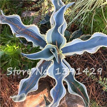 Load image into Gallery viewer, Agave Seeds Rare Succulent Seeds Cactus Sementes Balcony Bonsai