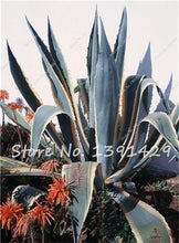 Load image into Gallery viewer, Agave Seeds Rare Succulent Seeds Cactus Sementes Balcony Bonsai