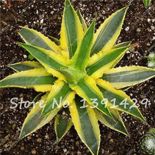 Load image into Gallery viewer, Agave Seeds Rare Succulent Seeds Cactus Sementes Balcony Bonsai