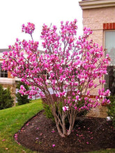 Load image into Gallery viewer, Magnolia seeds beautiful flower tree seeds magnolia plants in pot or ourdoor plant for home garden