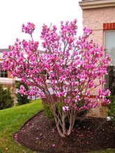 Load image into Gallery viewer, Magnolia seeds beautiful flower tree seeds magnolia plants in pot or ourdoor plant for home garden
