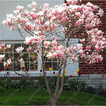 Load image into Gallery viewer, Magnolia seeds beautiful flower tree seeds magnolia plants in pot or ourdoor plant for home garden