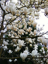 Load image into Gallery viewer, Magnolia seeds beautiful flower tree seeds magnolia plants in pot or ourdoor plant for home garden