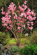 Load image into Gallery viewer, Magnolia seeds beautiful flower tree seeds magnolia plants in pot or ourdoor plant for home garden