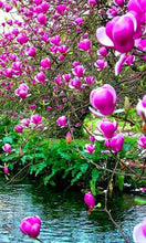 Load image into Gallery viewer, Magnolia seeds beautiful flower tree seeds magnolia plants in pot or ourdoor plant for home garden