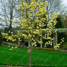 Load image into Gallery viewer, Magnolia seeds beautiful flower tree seeds magnolia plants in pot or ourdoor plant for home garden