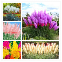 Load image into Gallery viewer, Grass Seeds Ornamental  Cortaderia Selloana Grass flower seeds for home garden