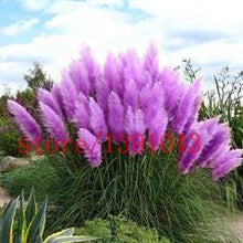 Load image into Gallery viewer, Grass Seeds Ornamental  Cortaderia Selloana Grass flower seeds for home garden