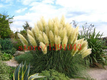 Load image into Gallery viewer, Grass Seeds Ornamental  Cortaderia Selloana Grass flower seeds for home garden