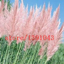 Load image into Gallery viewer, Grass Seeds Ornamental  Cortaderia Selloana Grass flower seeds for home garden