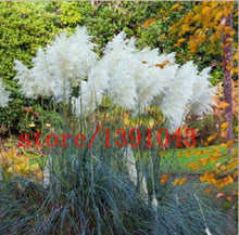 Load image into Gallery viewer, Grass Seeds Ornamental  Cortaderia Selloana Grass flower seeds for home garden