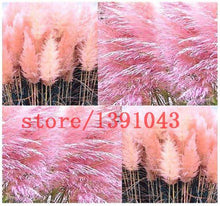 Load image into Gallery viewer, Grass Seeds Ornamental  Cortaderia Selloana Grass flower seeds for home garden