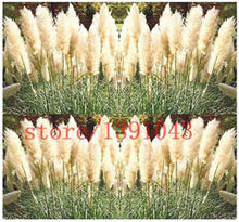 Load image into Gallery viewer, Grass Seeds Ornamental  Cortaderia Selloana Grass flower seeds for home garden