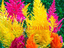 Load image into Gallery viewer, Grass Seeds Ornamental  Cortaderia Selloana Grass flower seeds for home garden