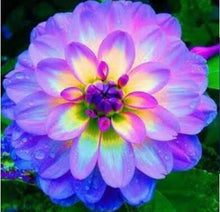 Load image into Gallery viewer, Flower vary Colors