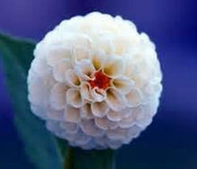 Load image into Gallery viewer, Flower vary Colors