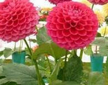 Load image into Gallery viewer, Flower vary Colors