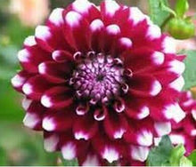 Load image into Gallery viewer, Flower vary Colors